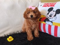 Poodle Peluş Bir Kız