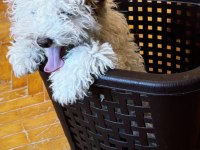 Toy Poodle Yavruma Yuva Arıyorum