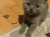 Scottish fold yavrular sahiplendirilmeyi bekliyorlar