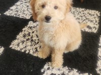 5 aylık maltipoo erkek