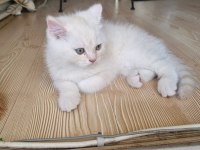 2,5 aylık british longhair