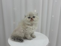 IRK VE SAĞLIK GARANTİLİ SCOTTİSH FOLD KEDİLER