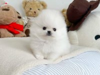 POMERANİAN BOO BEBEKLERİM