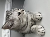 2 AYLIK YAVRU CİNS KEDİMİZ