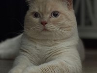 British shorthair blue point kedimize yeni yuva arıyoruz