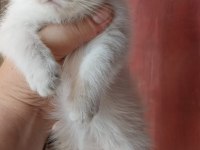 Mavi gözlü scottish fold yavrularımız