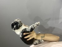 PEMBE BURUNLU MERLE FRENCH BULLDOG KIZ