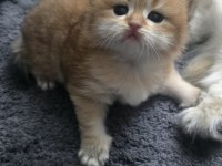 Golden Ny 11 Dişi British Longhair
