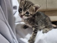 İSTANBUL PENDIK YAVRU KEDİMİZİ SAHIPLENDIRME