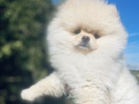 Ayı surat pomeranian boo erkek