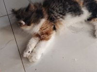 Son dişi iran kedisi bebiş