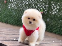 Pomeranian boo köpekleri