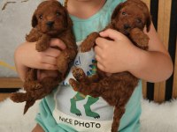 Ruhsatlı Köpek Çiftliğinden Toypoodle Yavrularımız