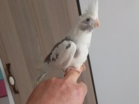 Ele alışkın sultan papağanı ısırması kesinlikle yoktur