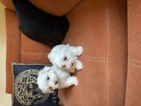 Safkan maltese terrier yavrular