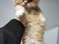 ÜST KALİTE 0 BURUN İRAN KEDİSİ BEBEKLER
