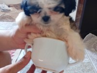3 aylık shih tzu orjinal teacup yavru erkek