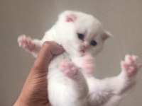 Irk Garantili scottish fold beyaz mavi göz dişi yavrularım
