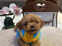 Bakanlık Onaylı Çiftliğimizden Red Toy Poodle Yavrular