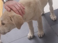 Golden köpeğimiz 4-5 aylık civarı