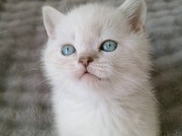 Mavi gözlü blue point british shorthair yavrular