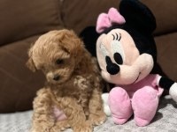 Maltipoo dişi