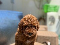 Bayram şekerleri poodle yeni yuvalarını arıyorlar