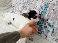 1 yaşında chihuahua oğlum