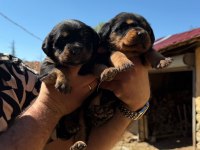Dişi Erkek Rottweiler Yavrular