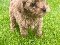 RED BROWN A KALİTE ORJİNAL TOY POODLE YAVRULAR