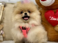Tam bir ayı surat pomeranian güzelliğim