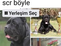 A Scr cane corso bebekler 04,04,2024