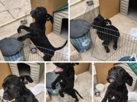 Cane corso 3 aylık aşıları tam