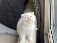 Hemen Teslim Safkan Scottish Fold Yavrum