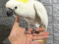 Full evcil kakadu papağanı