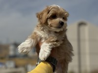 Petmode köpek çiftliğinden tea cup kore maltipoo
