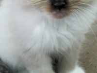 Mavi göz erkek kırık kulak scottish fold 2.5 aylık