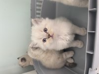 British Longhair Scottish Fold British Erkekler
