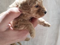 Dişi ve erkek mevcut poodle