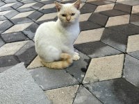 British shorthair gold erkek için yuva aranıyor