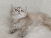 British Shorthair Yumoşlarım