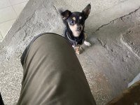 Chihuahua 7 aylık yavru dişi