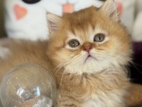 Golden ny 12 british longhair