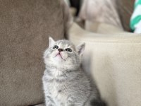 Silver British Shorthair Disi