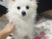 6 aylık pomeranian erkek