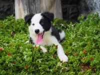 Border Collie Yavru Köpeklerimiz