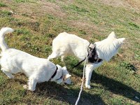 Şu çılgın samoyed yavrularımız