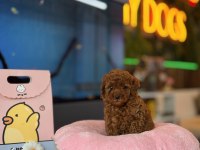 Poodle kalite asla tesadüf değildir