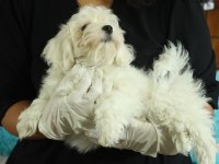 Dünya Tatlısı Minnoş Maltese Terrier