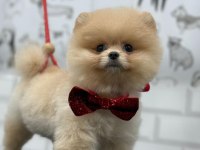 Pomeranian boo 3 aylık yavrular her renk mevcut